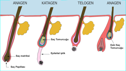 ANAGEN KATAGEN TELOGEN ANAGEN