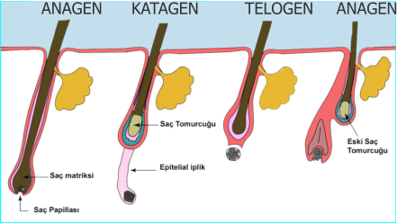 ANAGEN KATAGEN TELOGEN ANAGEN